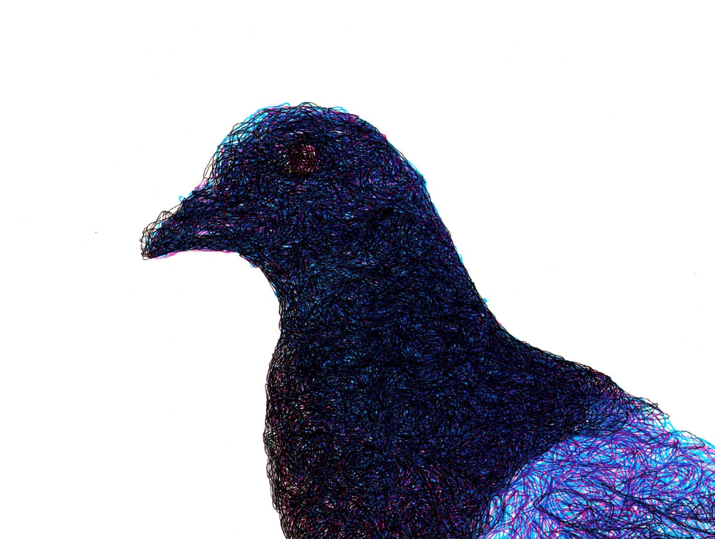 Pigeon_Small