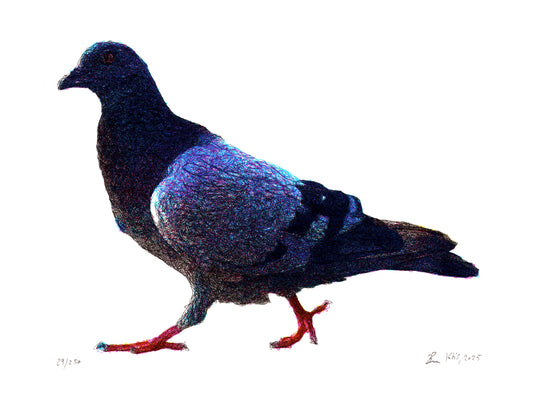 Pigeon_Small