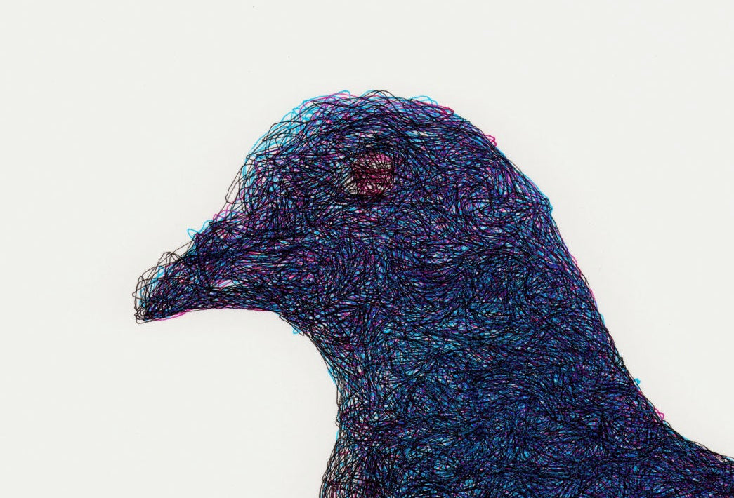 Pigeon_Medium