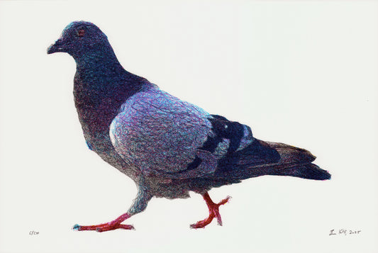 Pigeon_Medium